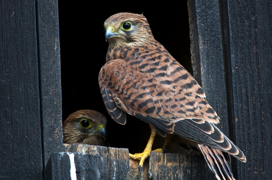 Turmfalke 100725www 1