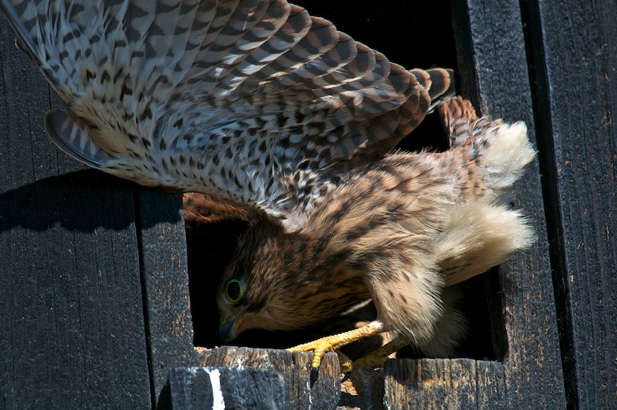 Turmfalke 100725www 2