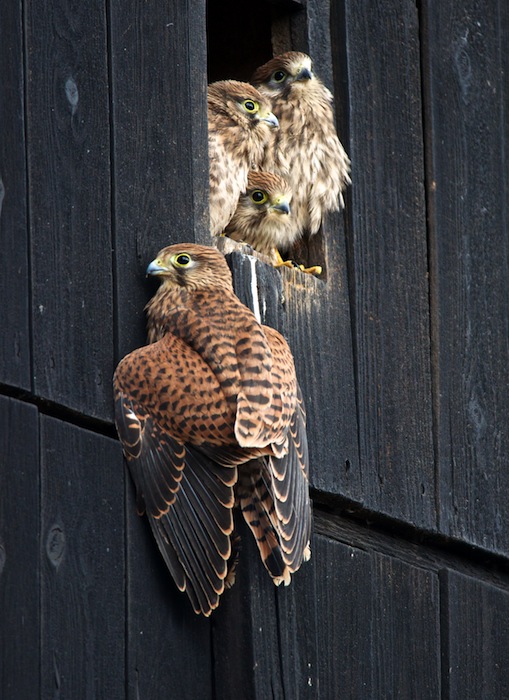 Turmfalke 100725www 5