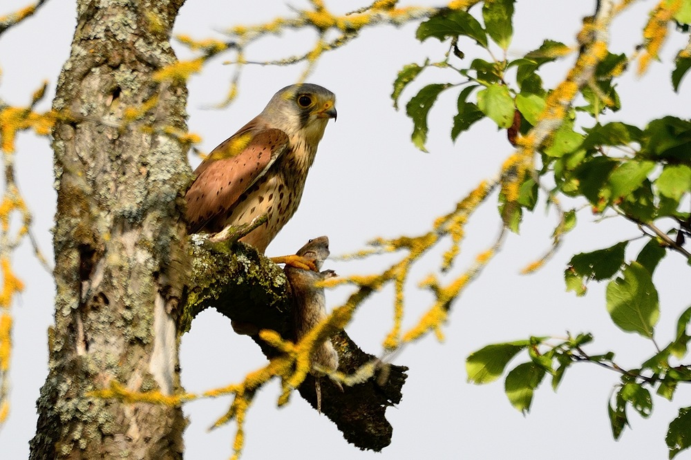 Turmfalke 2013 79636