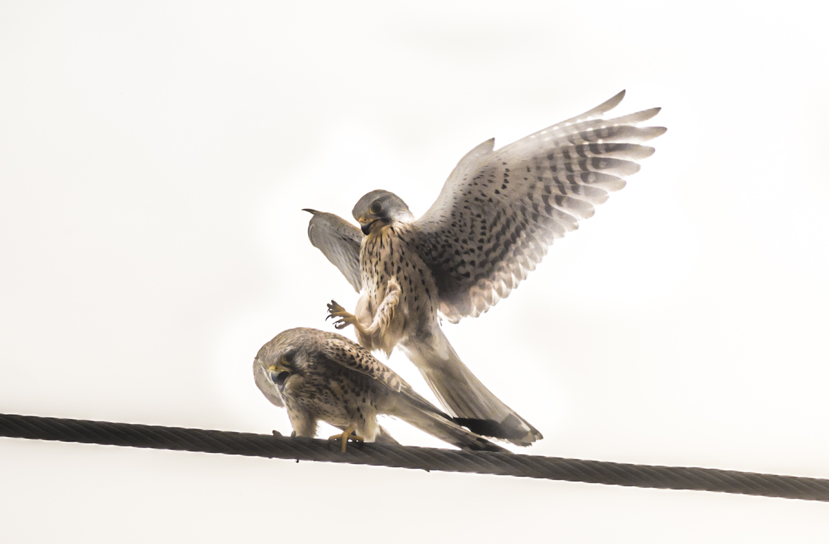 Turmfalke Begattung Wilfried Gölz 64