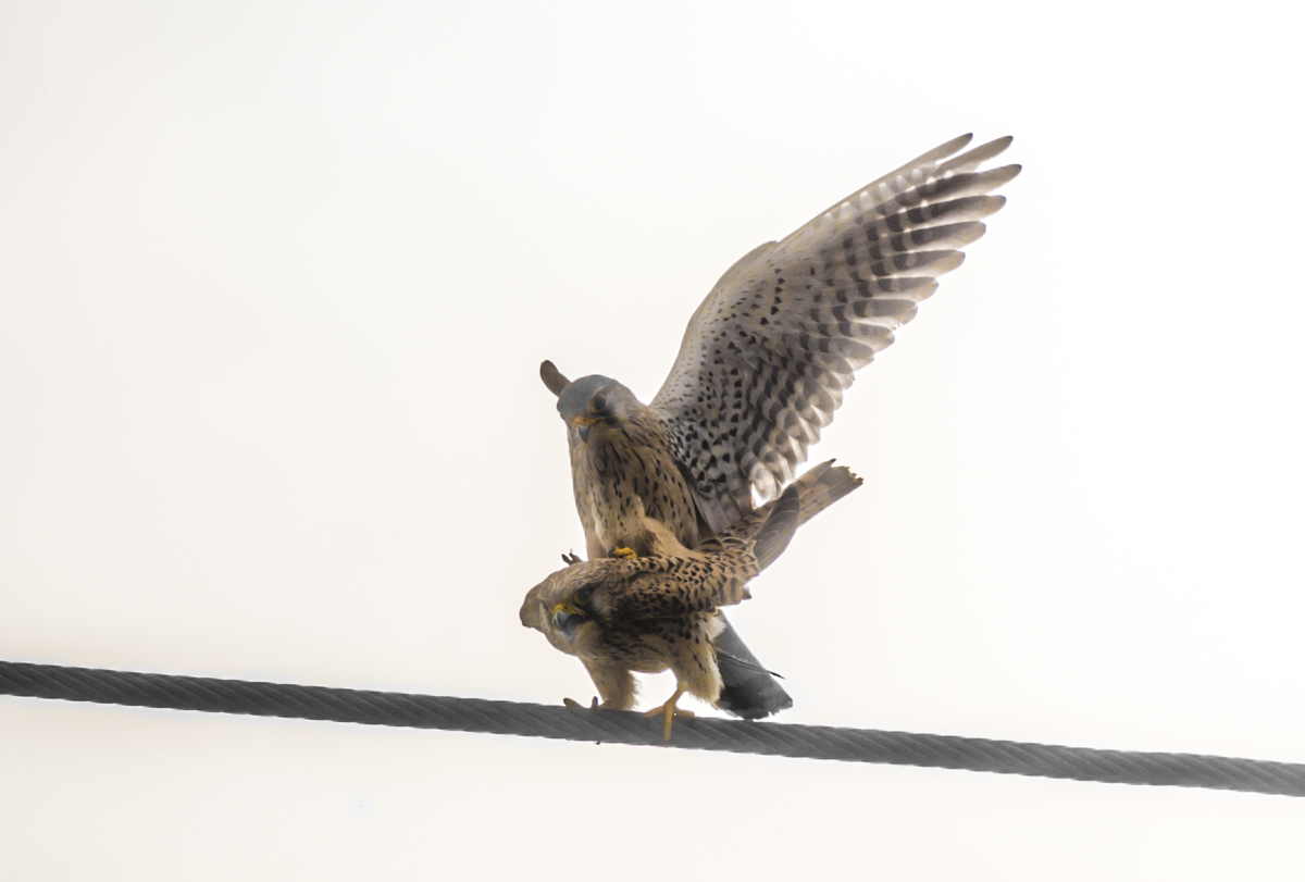 Turmfalke Begattung Wilfried Gölz 67