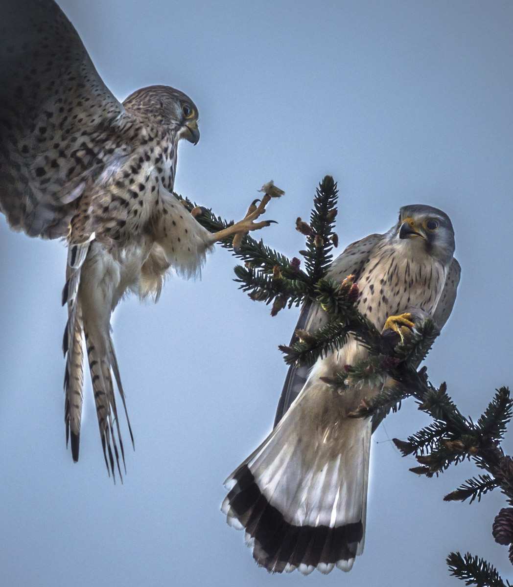 Turmfalke mit Beute Wilfried Gölz 265