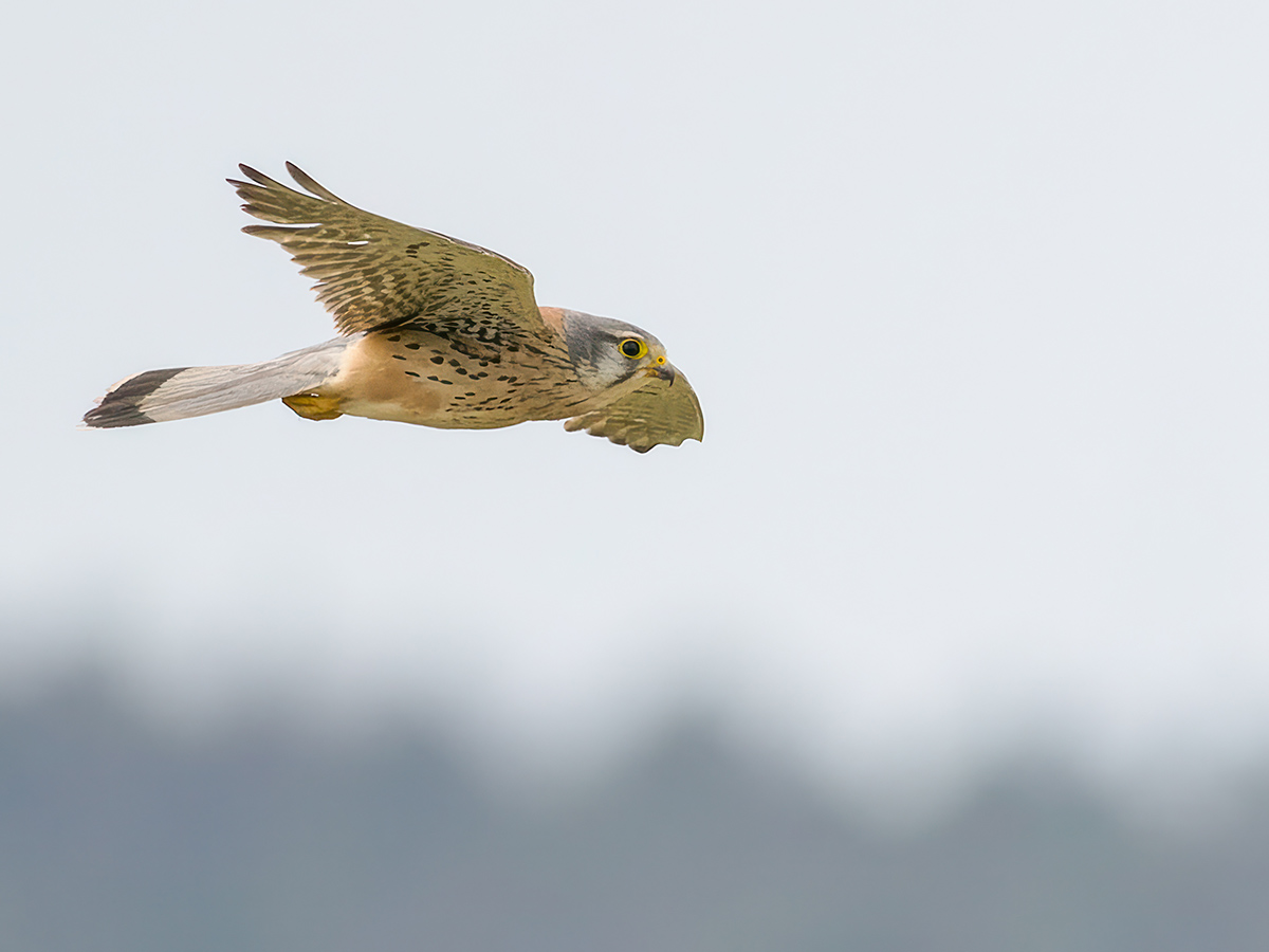 Turmfalke Rumaenien.jpg