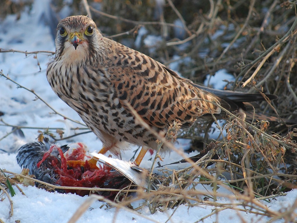Turmfalke und Taube beim gemeinsamen Mahl
