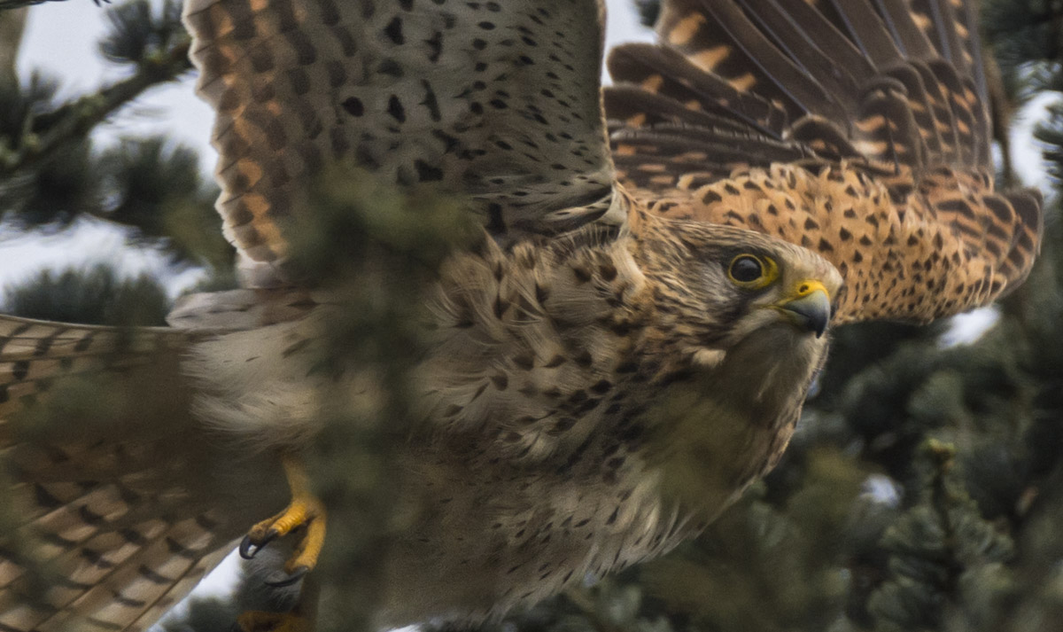 Turmfalke Wilfried Gölz 887