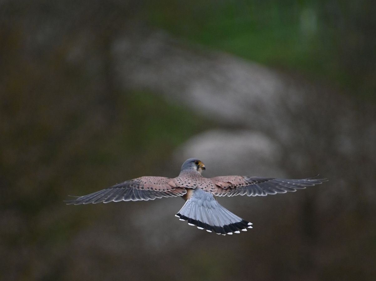 Turmfalke4.jpg