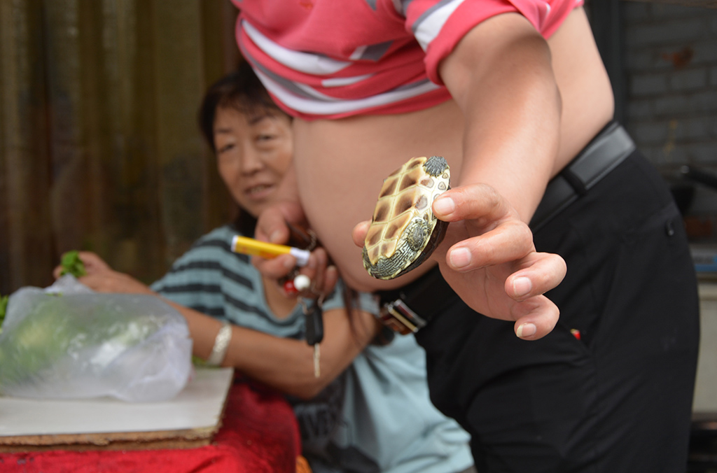 Turtle