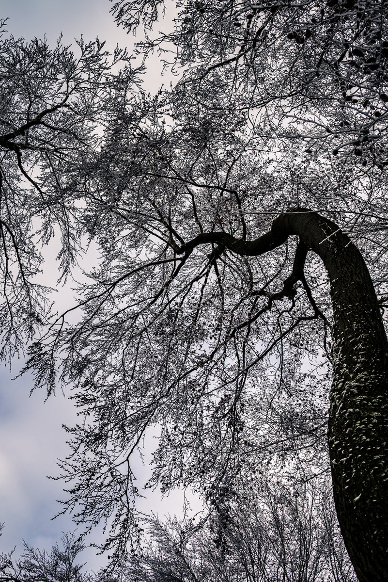 Twisting Tree