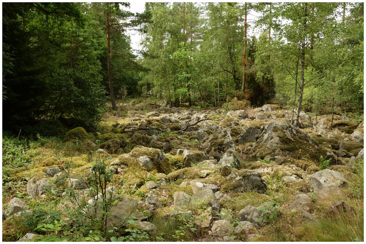 Typisch schwedischer Waldboden