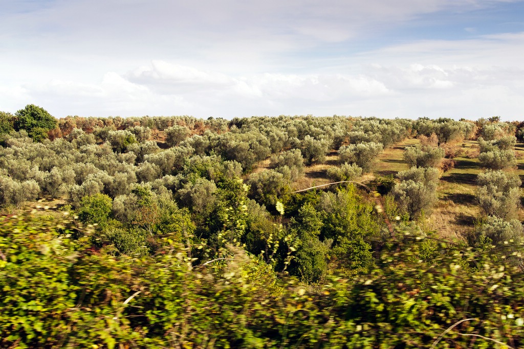 TZ DSC 0079