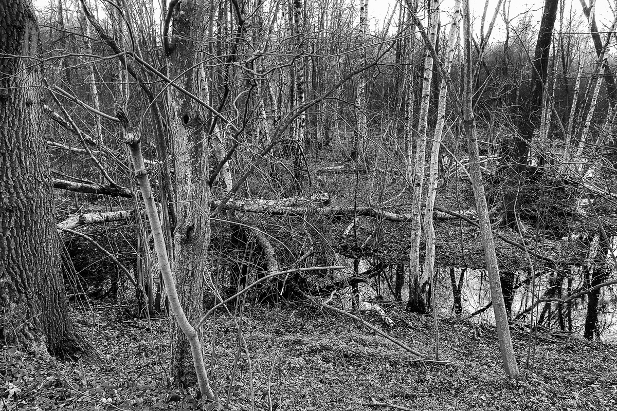 TZ_2020-03-13-17_42_SW.jpg