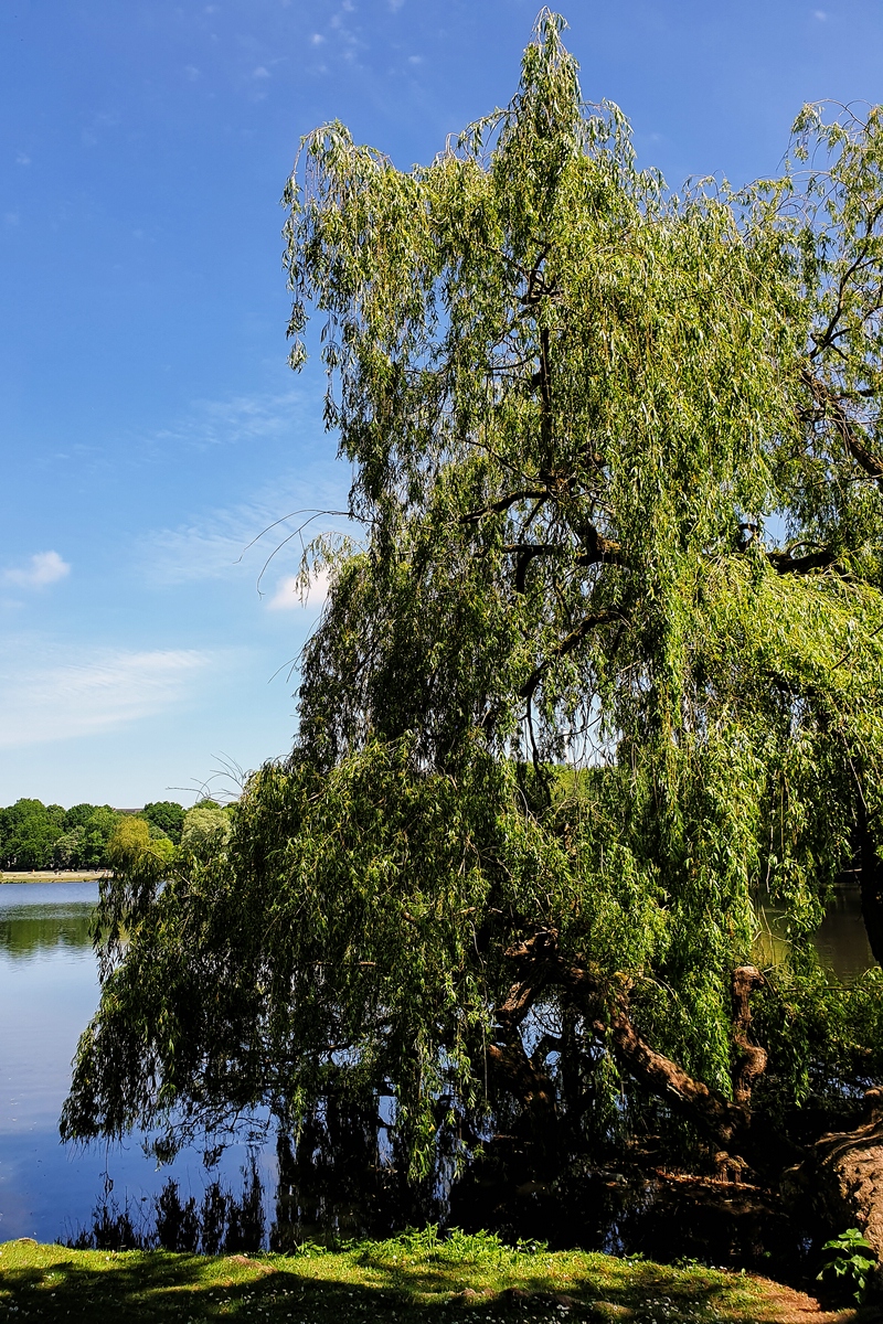 TZ_2020-05-26 13-24-01.jpg