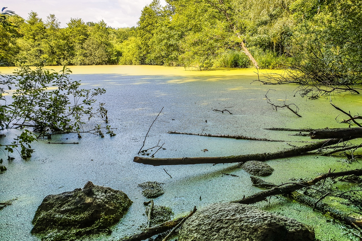 TZ_2020-07-12_15-11-17.jpg