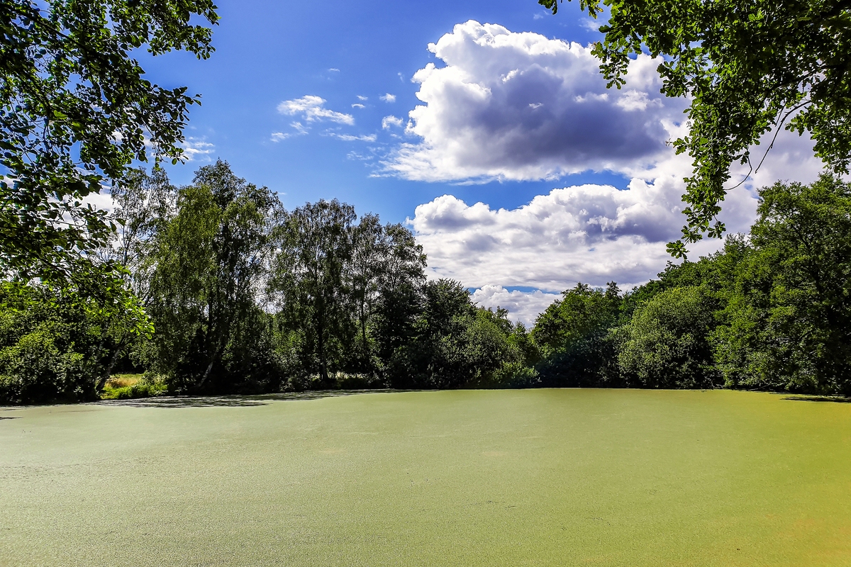 TZ_2020-07-12_15-14-06.jpg