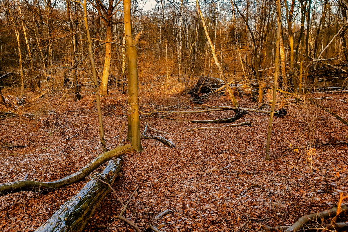 TZ_2021-01-17 15-35.jpg