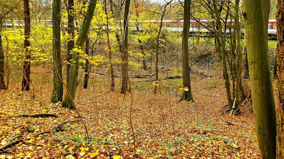 TZ_2021-11-20_12-50.jpg