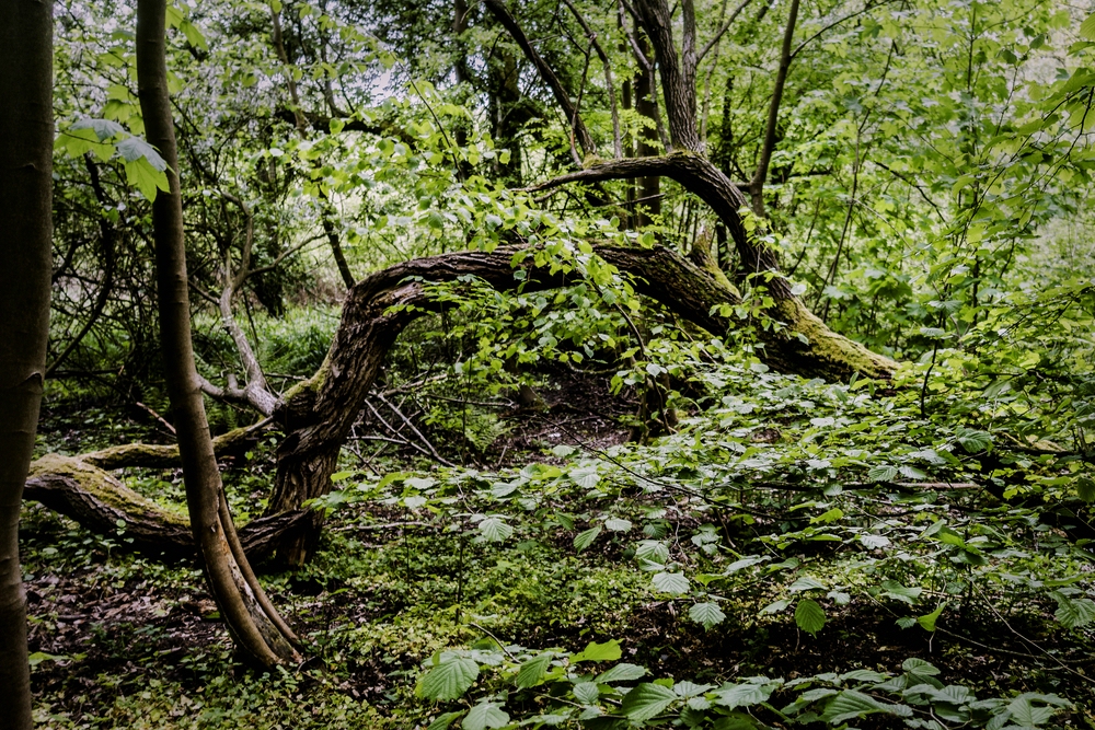 TZ_DSC01452_A.jpg