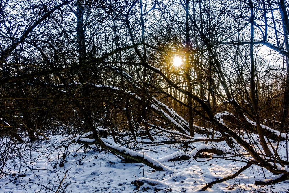 TZ_DSC02639_A.jpg
