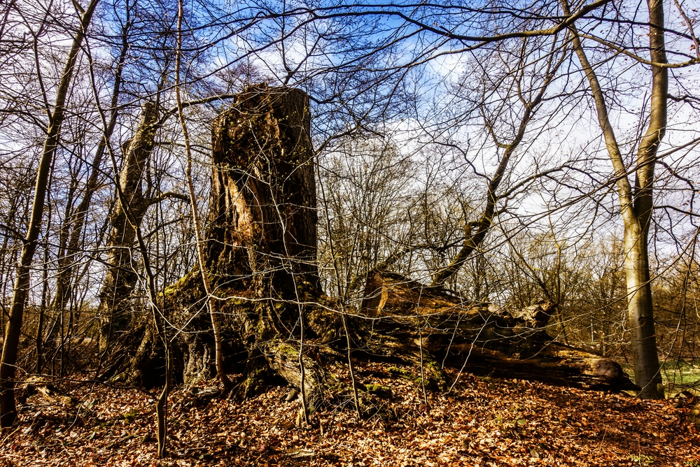 TZ_DSC02692_A.jpg