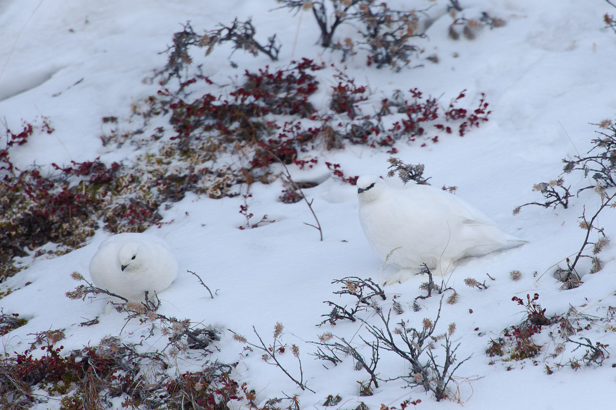 UAC 6262