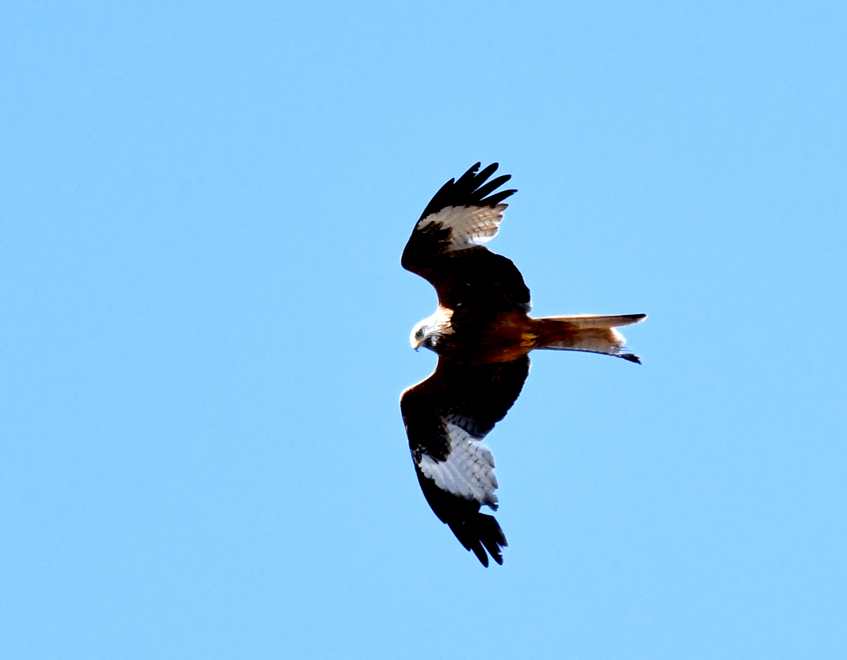 uebungsvogel20.05.23.jpg
