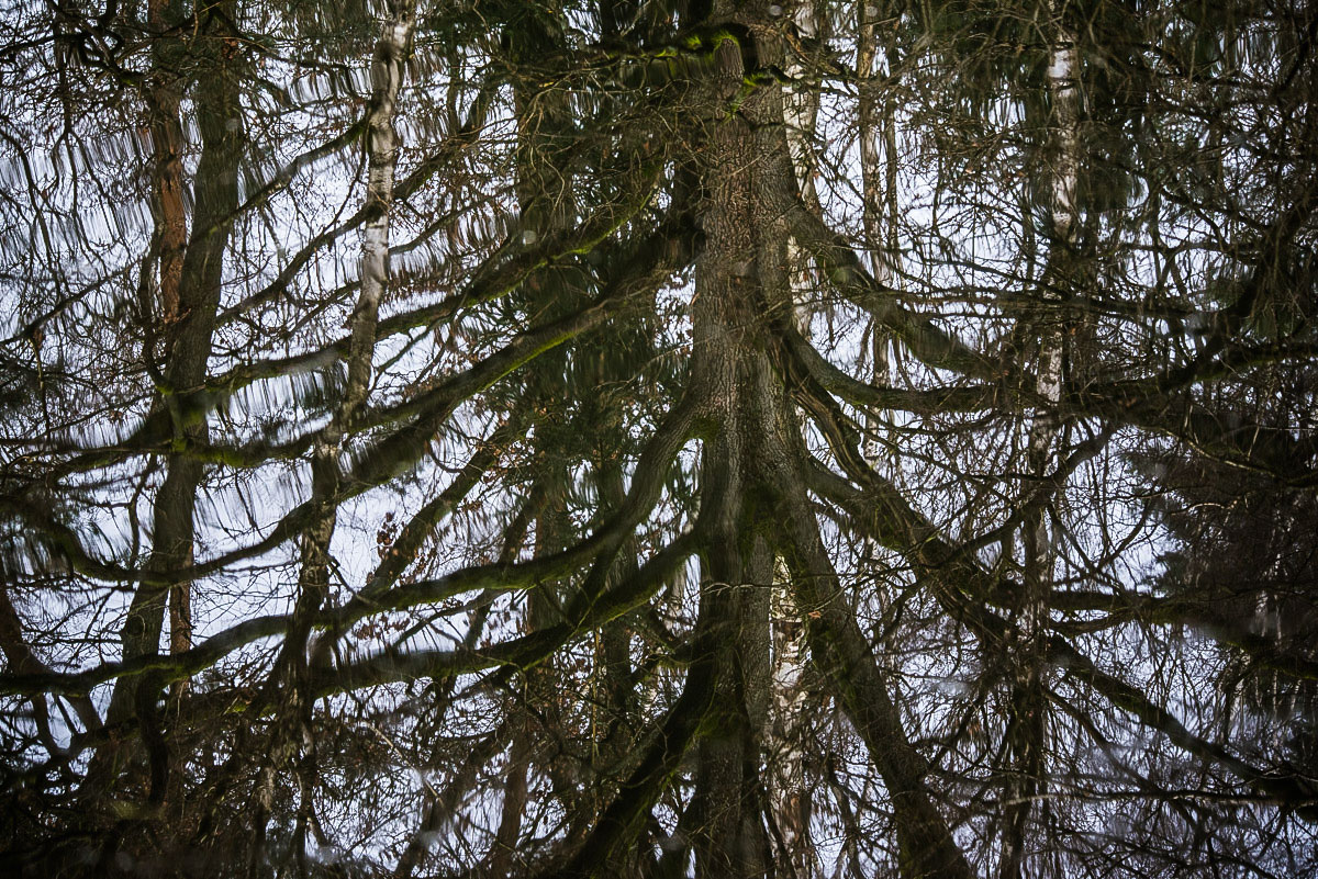 Ufereichen, Birken und Kiefern (1 von 1).JPG
