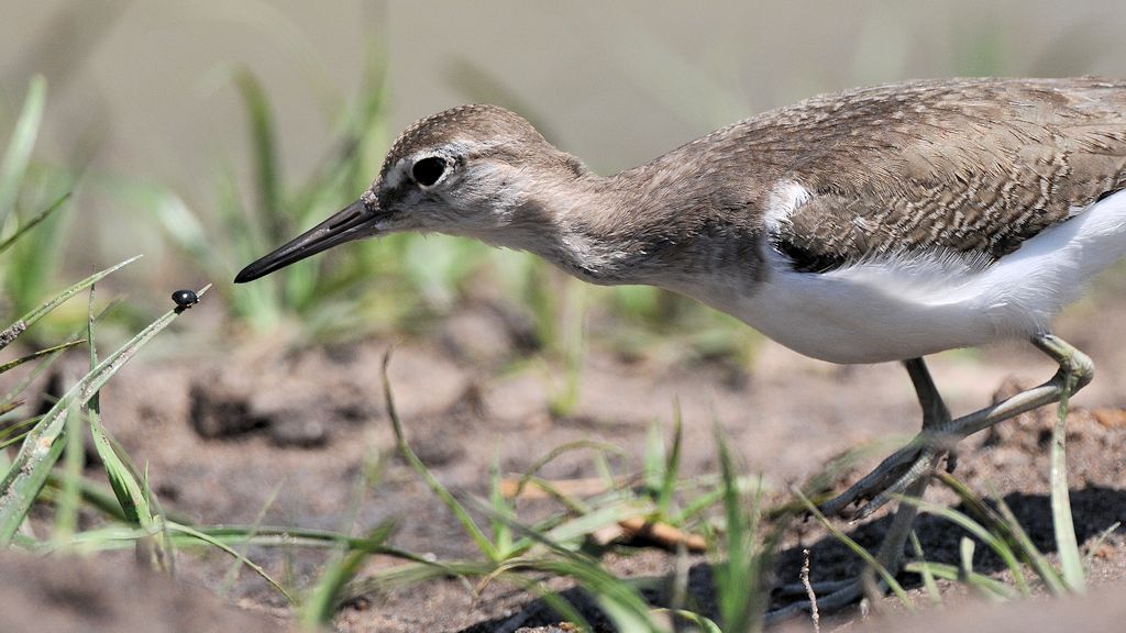 Uferläufer und Käfer 
Sekunden Später war der Käfer weg ...
8298