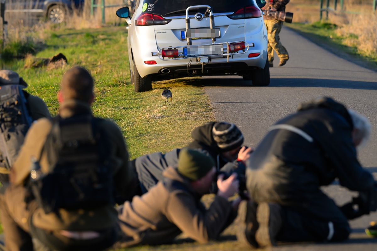 Uferschnepfenfotografie.jpg