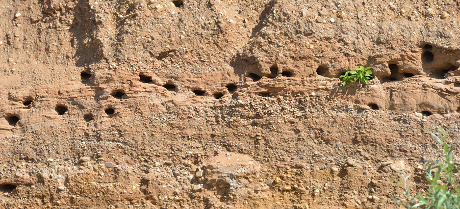 Uferschwalbe Legeröhren