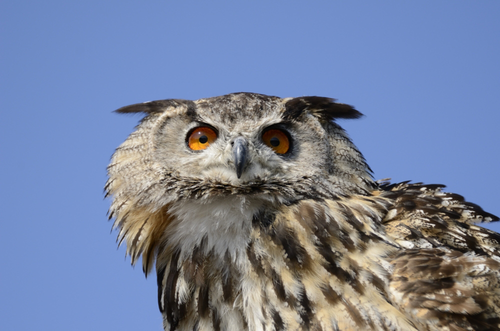 Uhu klein