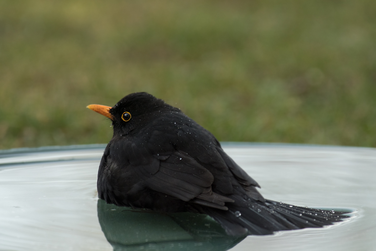 uligraphie_DSC_7050.jpg