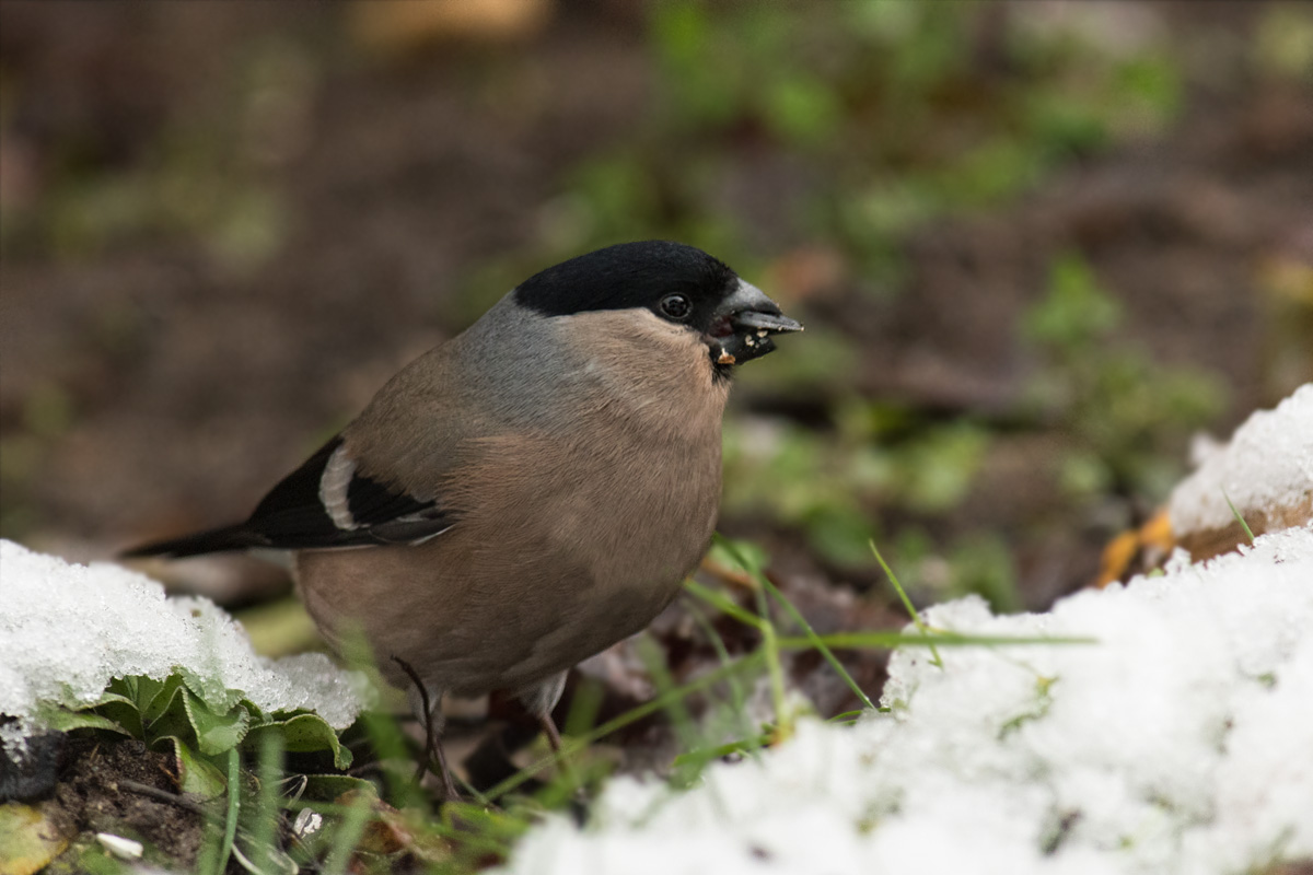UliGraphie_DSC_9395.jpg