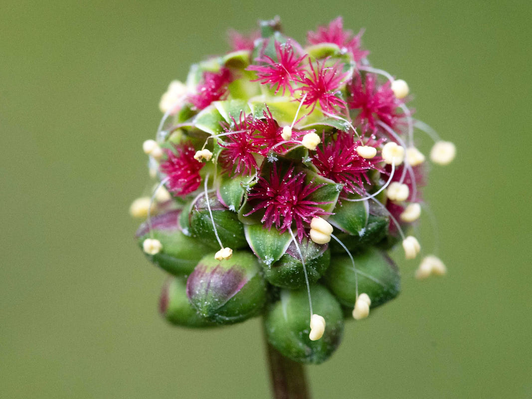 Unbekannte Blüte.jpg