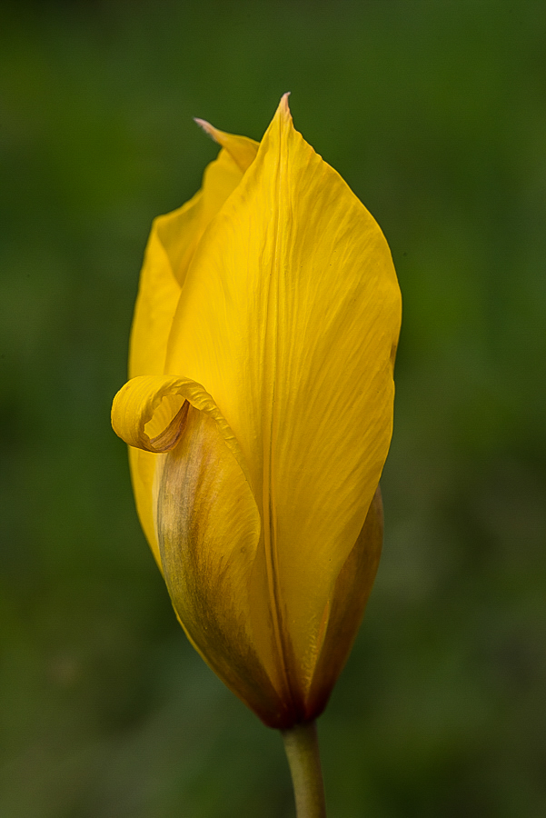 Unbekannte Blume 1 (1 von 1).jpg