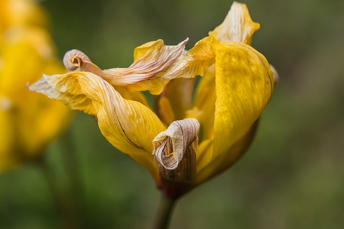 Unbekannte Blume 2 (1 von 1).jpg