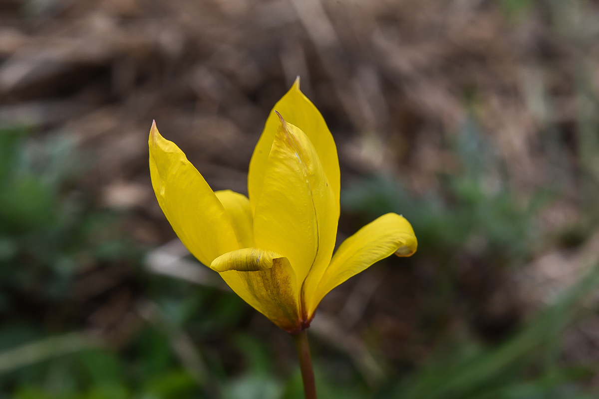 Unbekannte Blume 3 (1 von 1).jpg