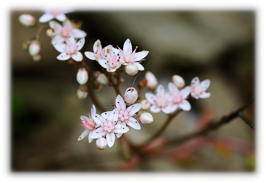 Unbekannte kleine Blüte FF