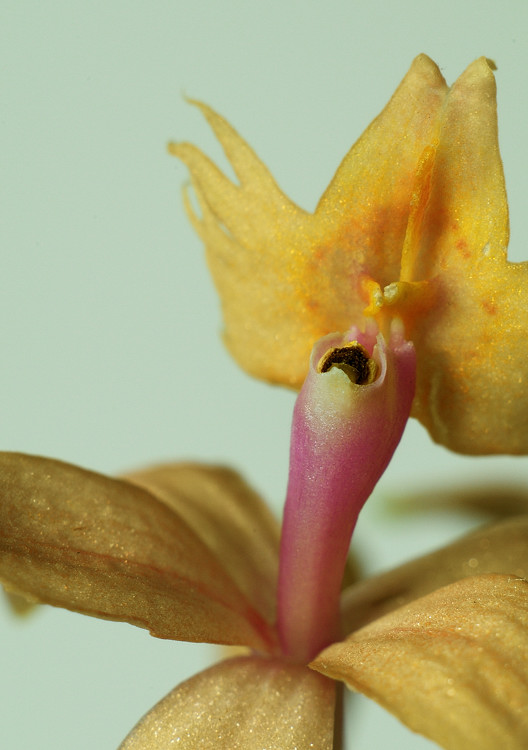 unbekannte Mini-Orchidee; 03/2009