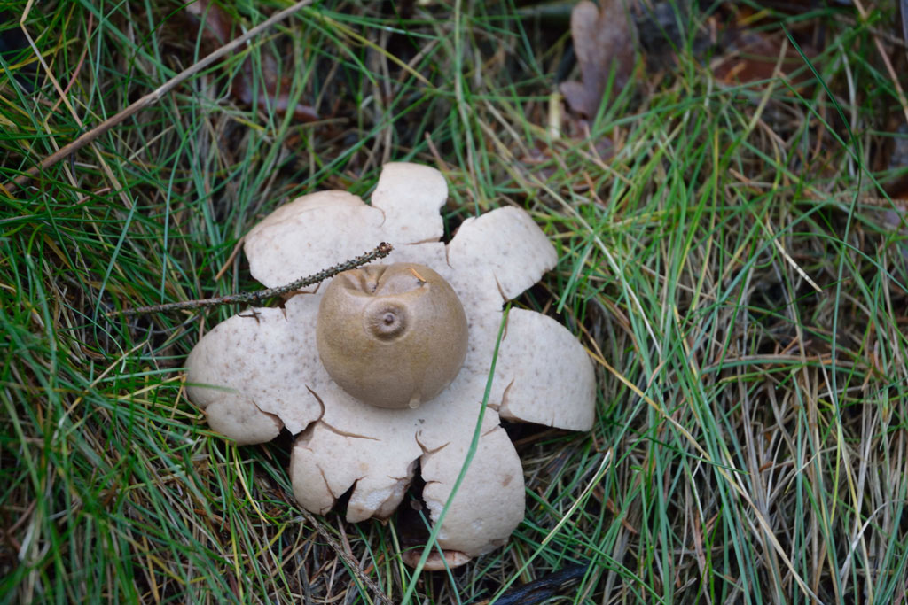 Unbekannter Pilz - Kennt ihn jemand?