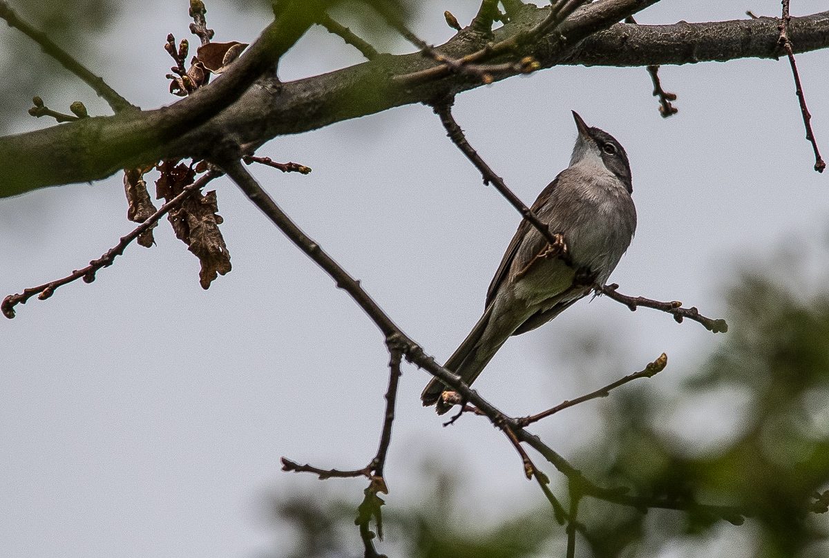 Unbekannter Vogel 2 (1 von 1).JPG