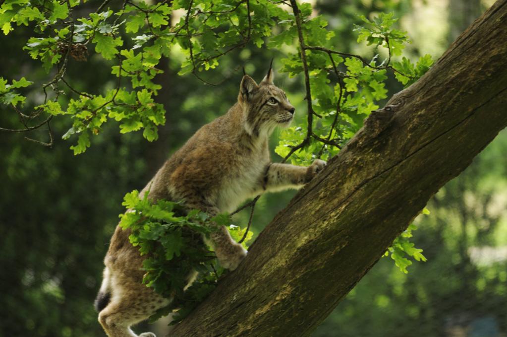 ...und noch ein Luchs