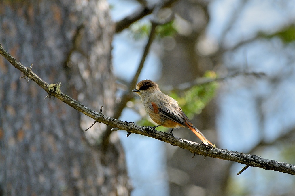 Unglückshäher - Rondane - Nikkor AF 80-400 VR