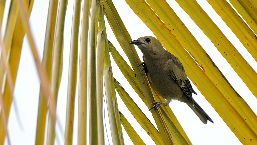 unidentifizierter Vogel
0640