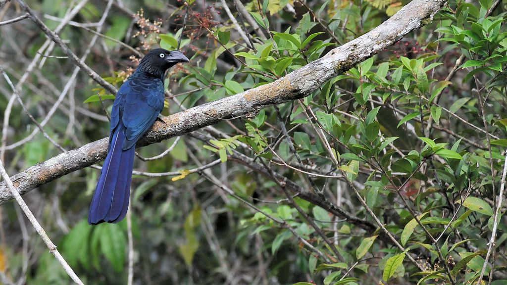 unidentifizierter Vogel
(Ultramarin Grosbreak passt leider nicht)
Iwokrama Rainforest
0349