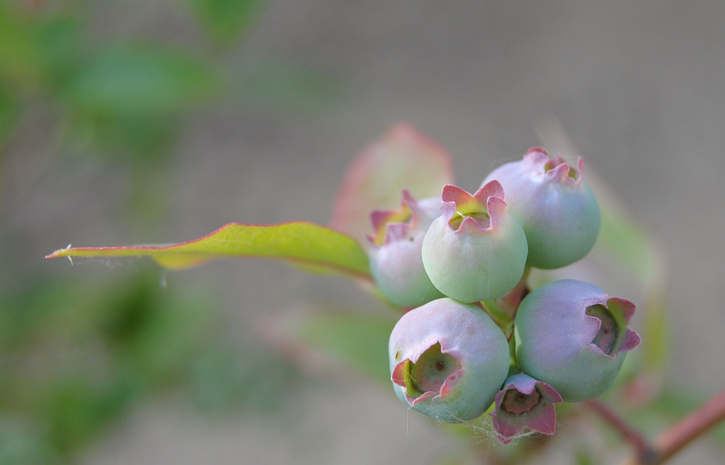 unreife Blaubeeren