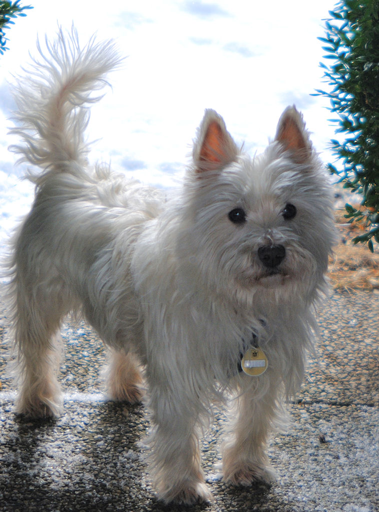 Unser Hund Jacky
West-Highland-Terrier
8 Jahre alt