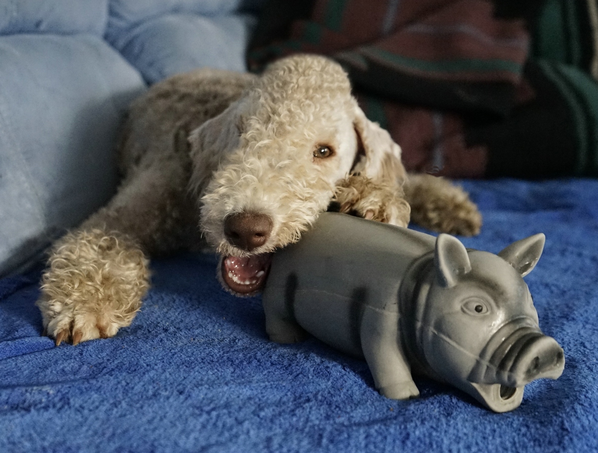 Unser Mäusezähnchen.jpg