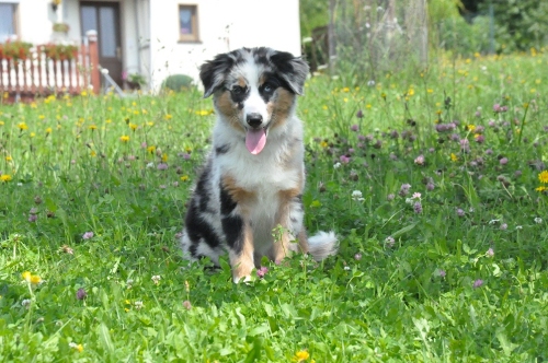 Unsere Indy