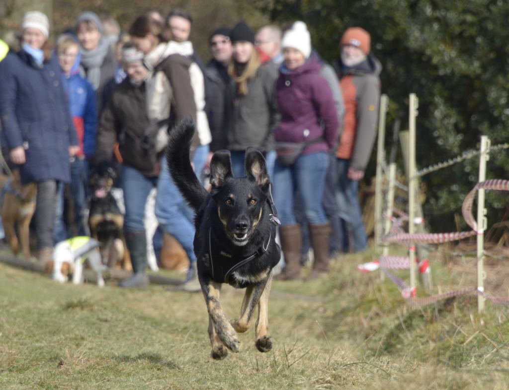 Unsere Kara beim Hunderennen